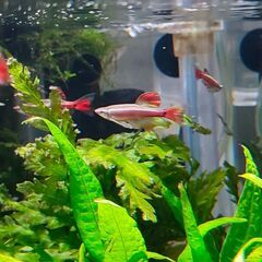 (残８匹)親魚カージナル・アカヒレ・ロングフィンEU　(１匹)の画像