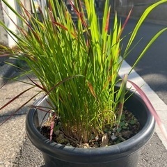 [植物売ります] ベニチガヤ 
