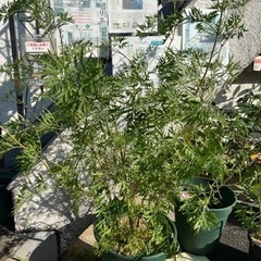 [植物売ります] エルダーフラワー