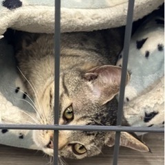 活発で人懐っこい男の子　一才 − 千葉県