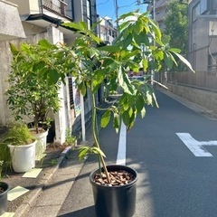[植物売ります] アボカド