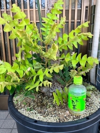 バンクシア•グランディス