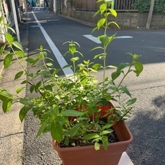 [植物売ります] アジサイ ラグランジア クリスタルヴェール
