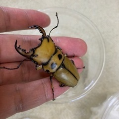 CBF2 メンガタクワガタ　メリー　1ペアの画像