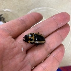 CBF2 メンガタクワガタ　メリー　1ペアの画像
