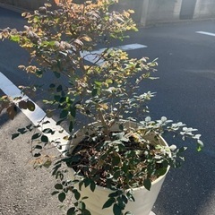 [植物売ります] トキワマンサク 桃まつり