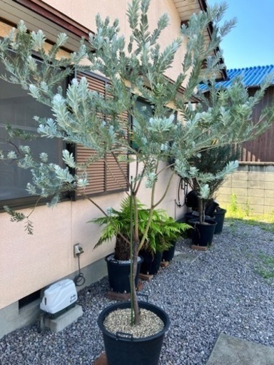 アカシア•ブルーブッシュ