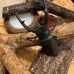 【お取引中】【幼虫5匹 】マンディブラリス 