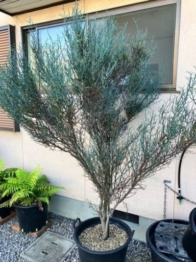 アカシア•スピネセンス