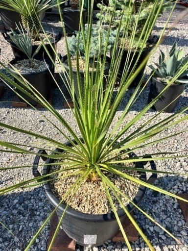 ダシリリオン•ウィーレリ