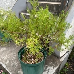 [植物売ります] グレビレア
