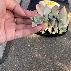 多肉植物 朧月 まとめて 葉刺しの画像