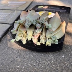 多肉植物 朧月 まとめて 葉刺しの画像