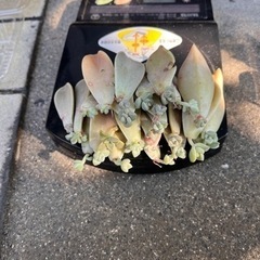 多肉植物 朧月 まとめて 葉刺しの画像