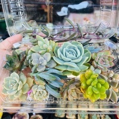 多肉植物 寄せ植え エケベリア セダムの画像