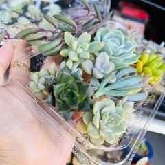 多肉植物 寄せ植え エケベリア セダムの画像
