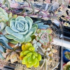 多肉植物 寄せ植え エケベリア セダムの画像