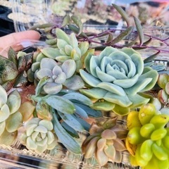 多肉植物 寄せ植え エケベリア セダムの画像