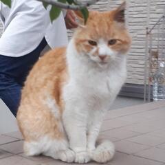 かつやの裏隣の黄白猫ちゃん捕まえて(近隣の方希望)