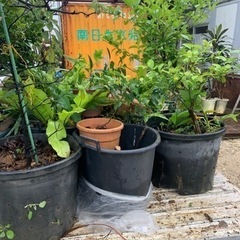 植木　植木鉢セット