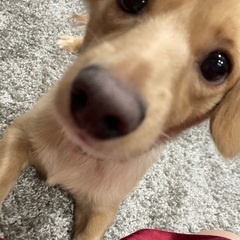 チワックス 男の子 2歳10ヶ月