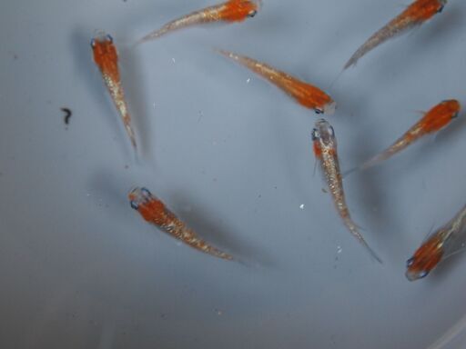予約済　三色ラメ幹之対外光（wi-03）稚魚　10匹＋３