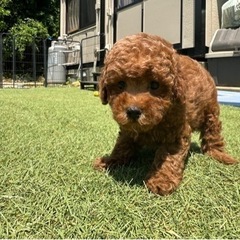 【飼い主様決まりました】甘えん坊さんなトイプードルの男の子🧸