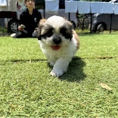 【飼い主様決まりました】にこにこなトイプードル×シーズーの男の子☁️