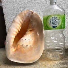 貝殻　　２トウカムリ貝殻の画像