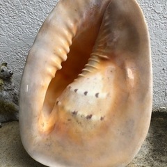 貝殻　　２トウカムリ貝殻の画像
