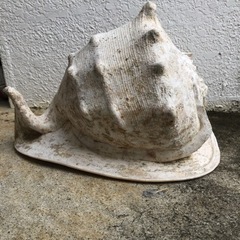 貝殻　　２トウカムリ貝殻の画像