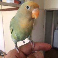 小桜インコ　桜1歳　里親募集中！