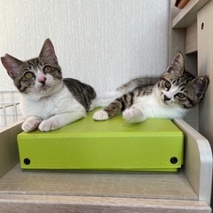 キジ白3兄弟（男の子2匹決まりました）