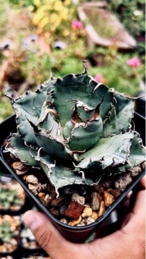 厳選アガベチタノタ牡丹葉 白鯨 強棘 極上美株 発根済み