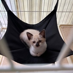 子猫を保護しました。
