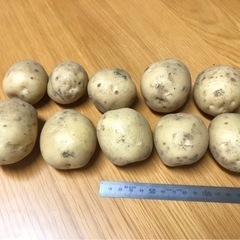 (取引中)無農薬採れたてじゃがいも｢男爵｣ 20個で400円