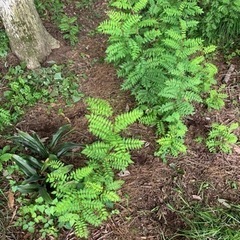 山椒