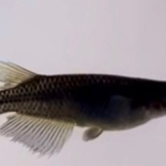 黑天幻龍ブルーアイ幼魚10匹＋αメダカの画像