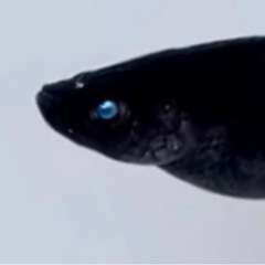 黑天幻龍ブルーアイ幼魚10匹＋αメダカ