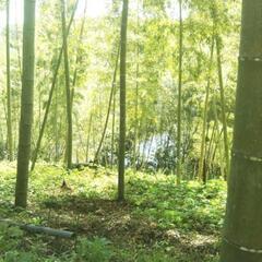 竹林の孟宗竹お譲りします