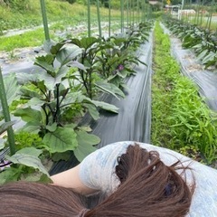 夏野菜とジャガイモ収穫始まりました！無料でお野菜、お米もらえる！