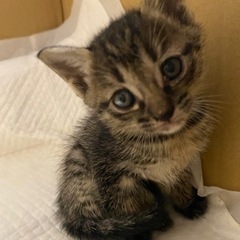 生後間もない子猫　今日中に引き取ってもらえる方(最悪明日)