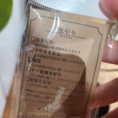 〖お譲り先決定〗観葉植物の画像