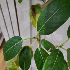 〖お譲り先決定〗観葉植物の画像