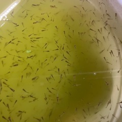 金魚　ショートテールオランダ 稚魚　50匹➕α