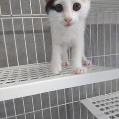 【収容中】シロミケにゃんの家族募集（終生室内飼育条件、面会大人2...