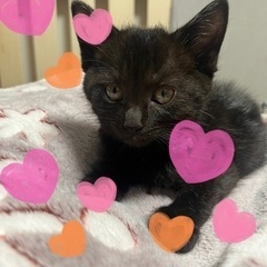 くろにゃん