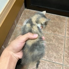 里親様に引き渡し準備中です。お問い合わせありがとうございました🙇...