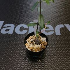 塊根植物 多肉植物 フォッケア エデュリス 火星人　その2