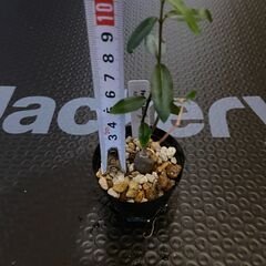 塊根植物 多肉植物 フォッケア エデュリス 火星人　その2の画像